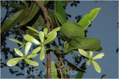 Ancistrocladus heyneanus